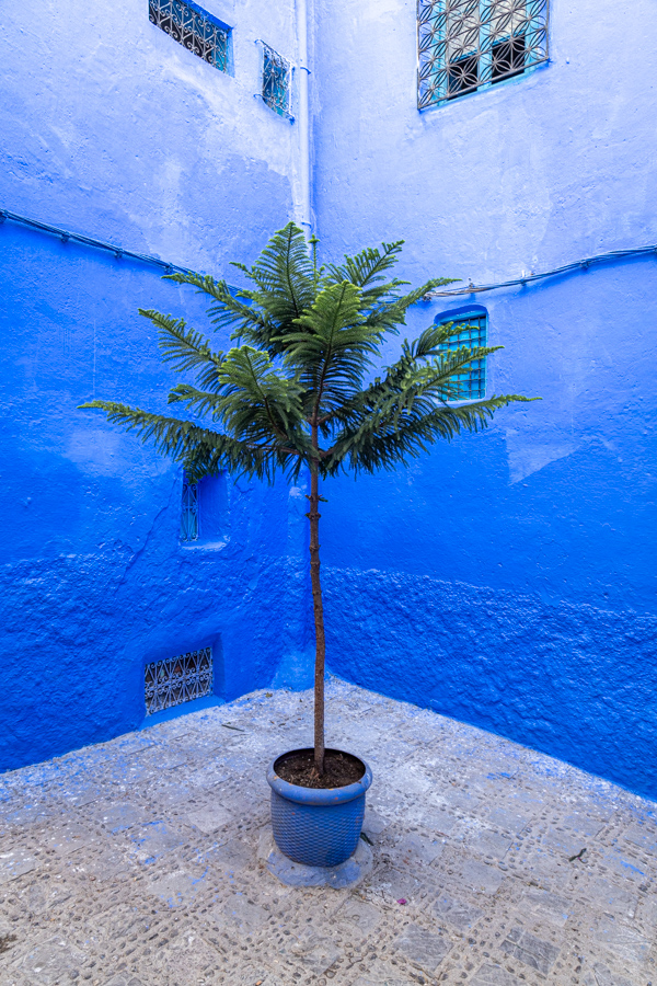 Blue Palm