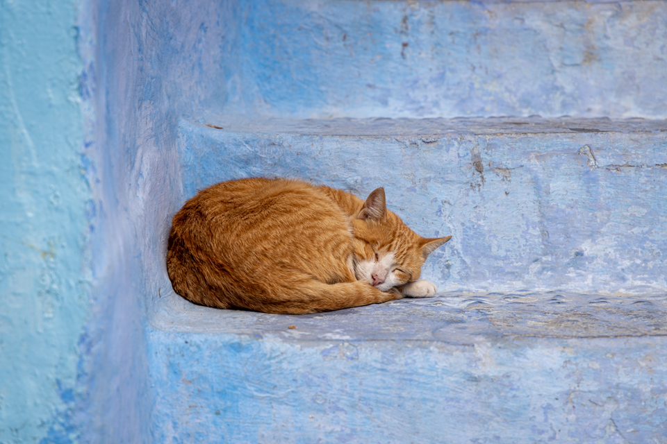 Sleeping Cat