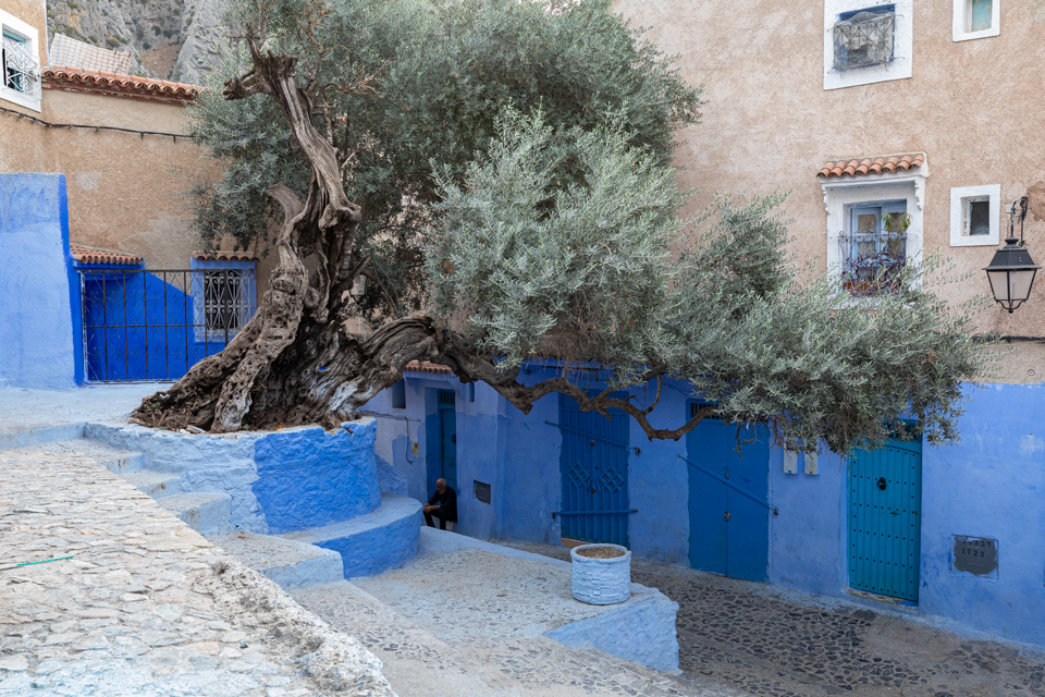 Old Olive Tree