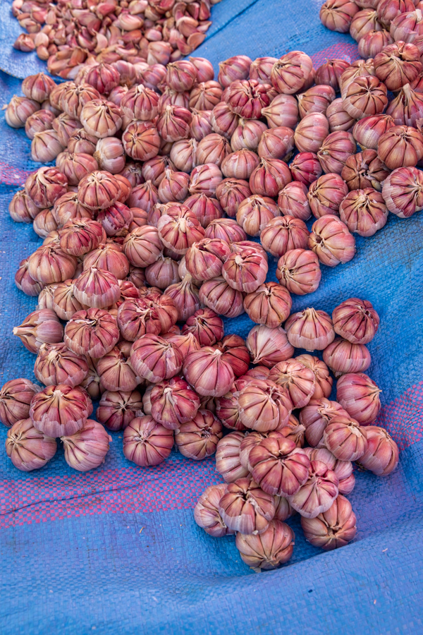 Garlic
