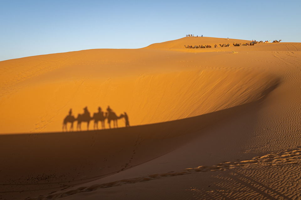 Camel Shadows