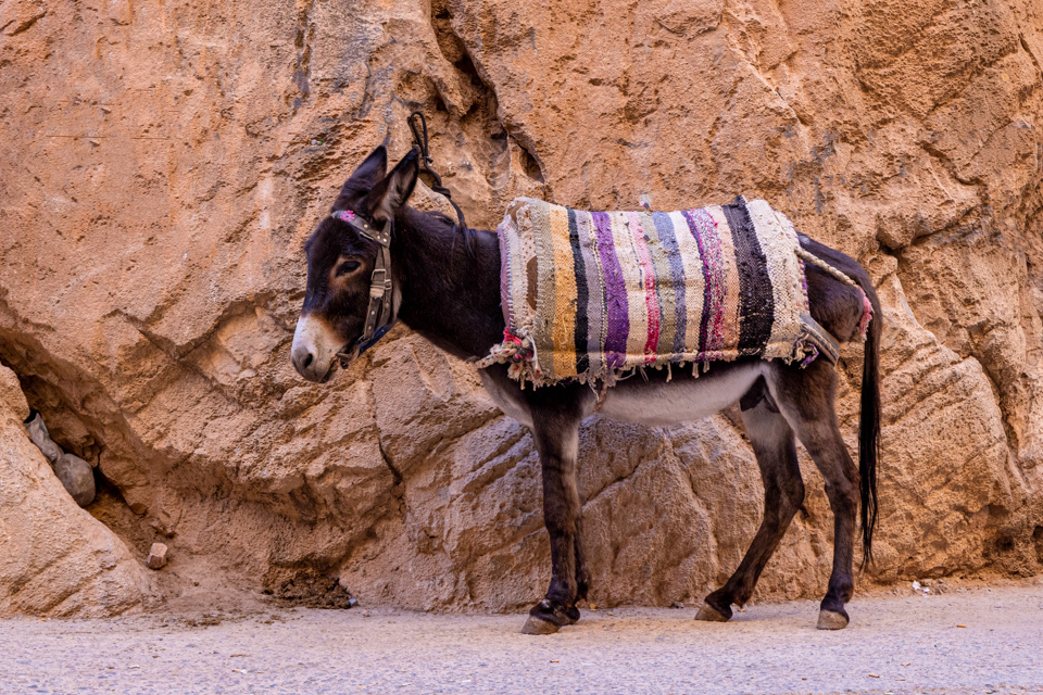 Burro