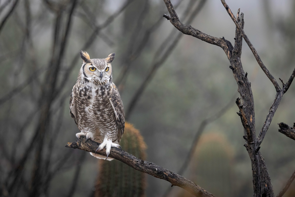 Great Horned Owl