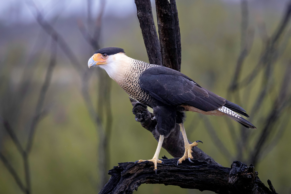 Crested Caracara