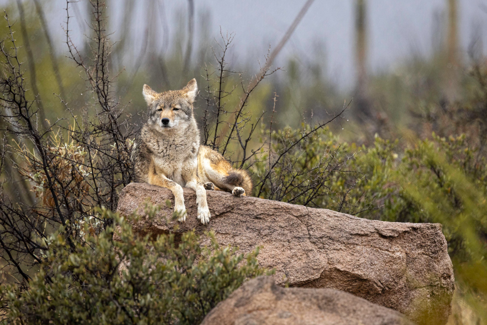 Casual Coyote 