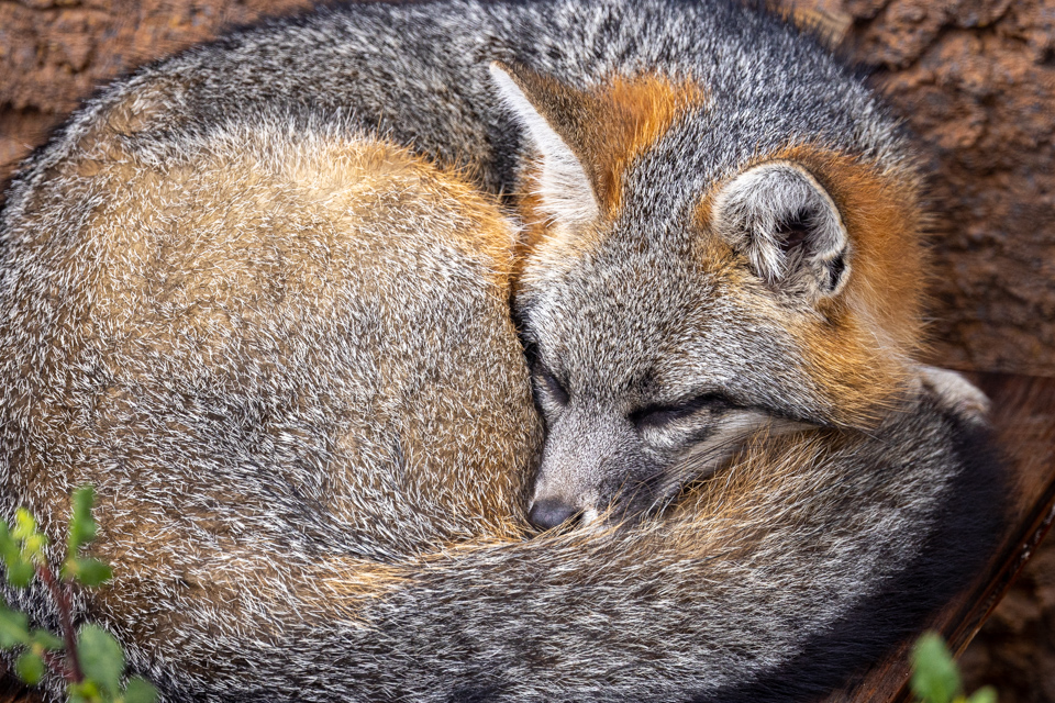 Resting Fox