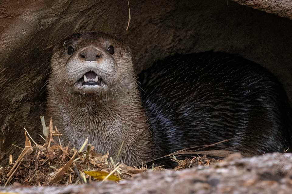 River Otter