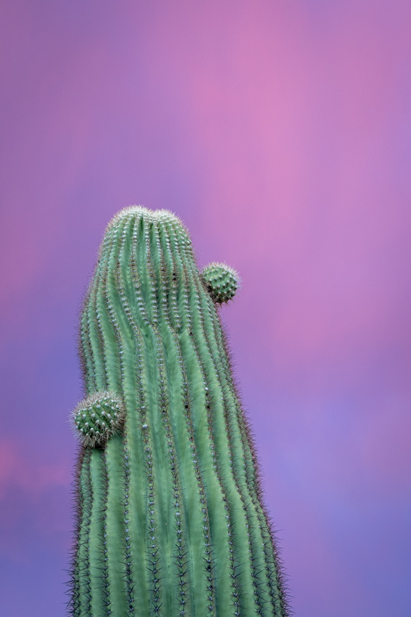 Colorful Saguaro 
