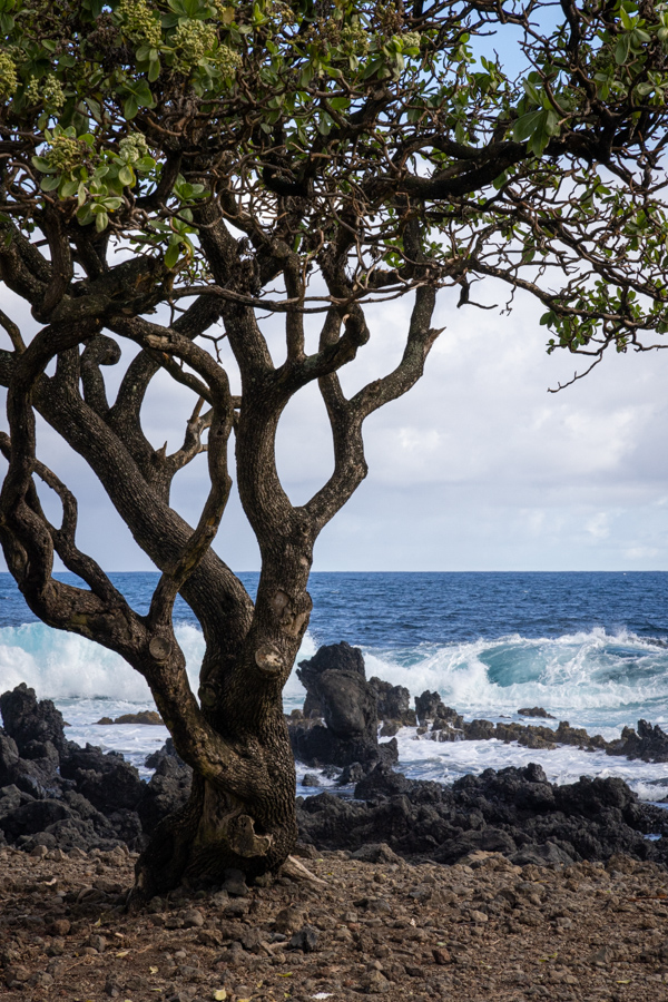 Beach Tree