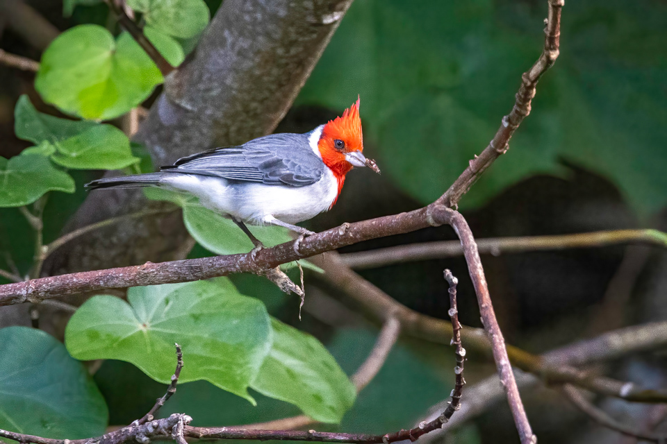 Red-crested Cardinal