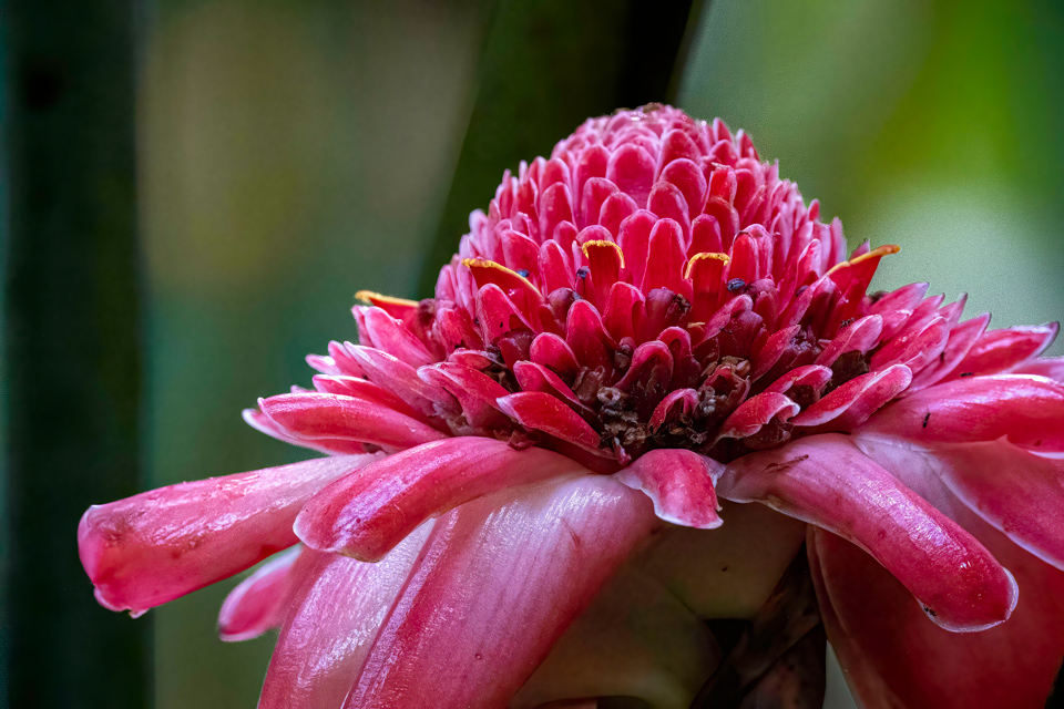 Torch Ginger