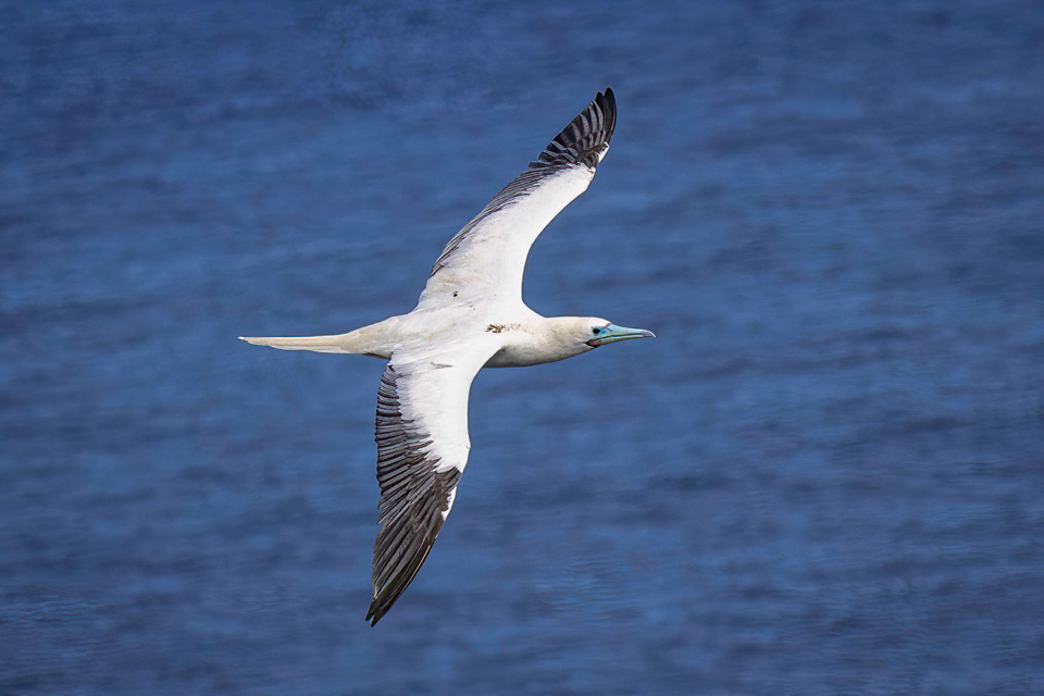 Red-footed Booby