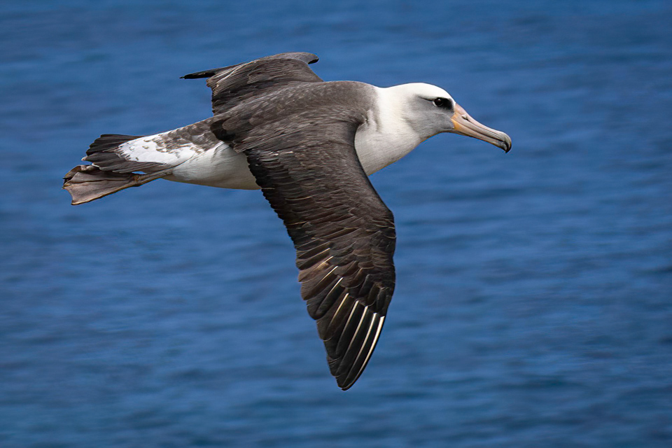 Laysan Albatross