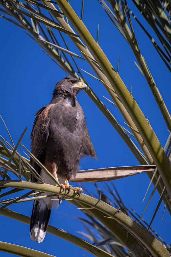 Harris Hawk