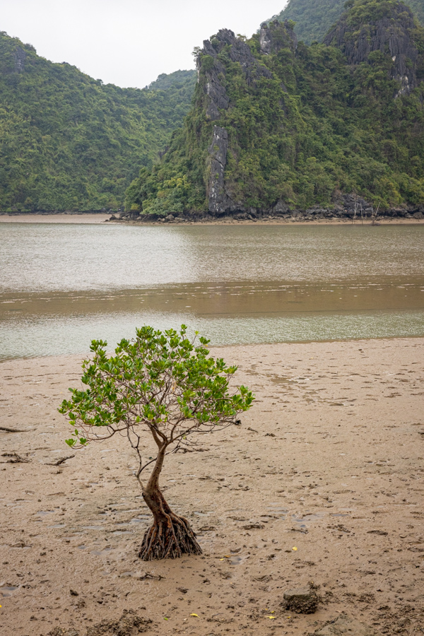 Bay Tree