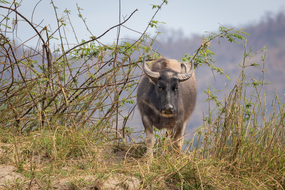 Big Buffalo