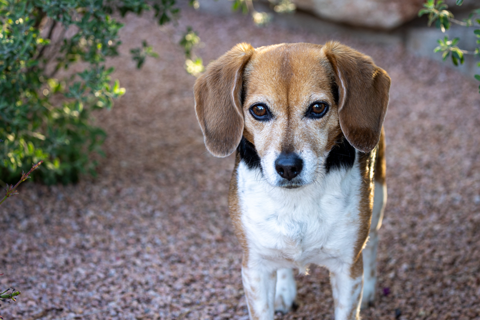 Exploring Beagle