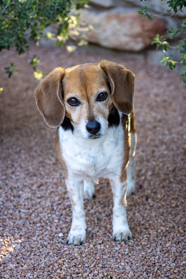 Garden Beagle