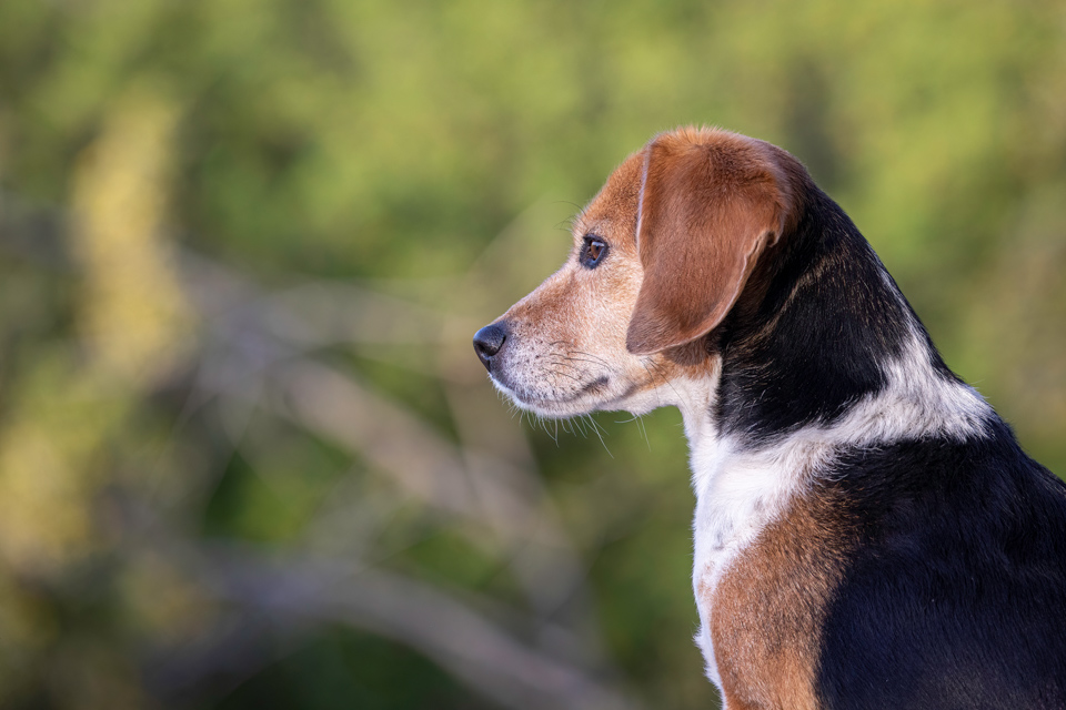 Beagle Profile