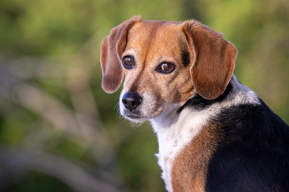 Cute Beagle