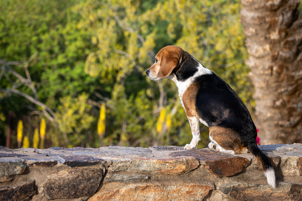 Watch Pup