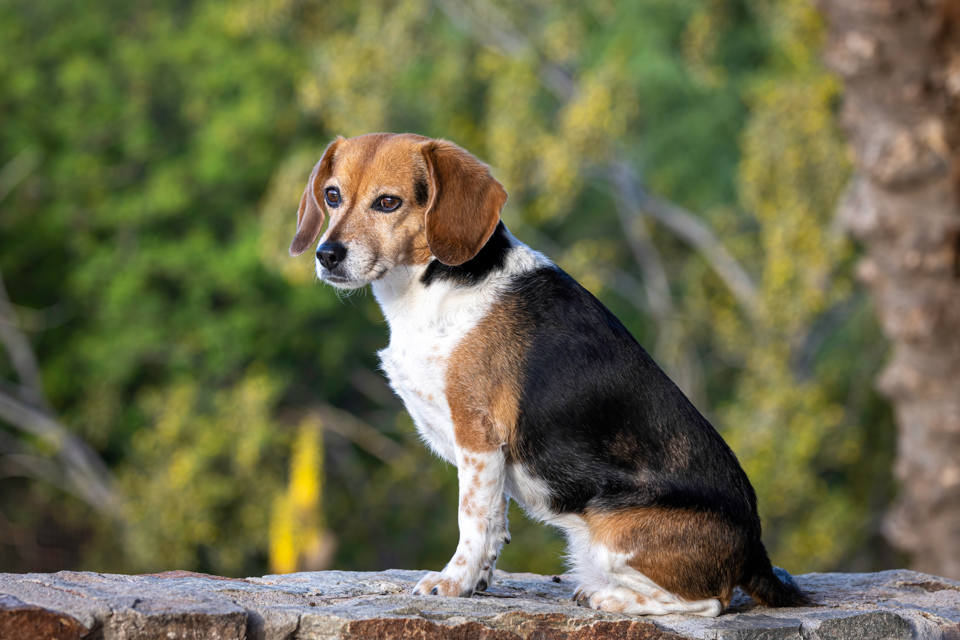 Perfect Beagle
