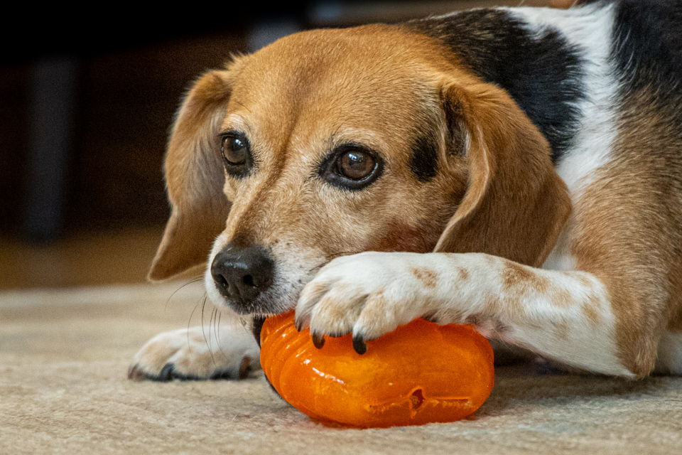 Treat Ball