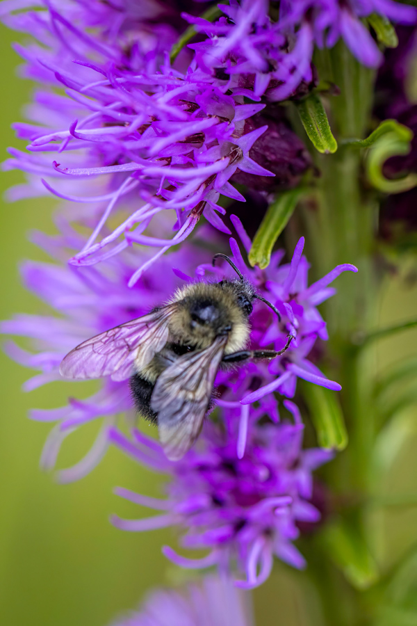 Purple Bee