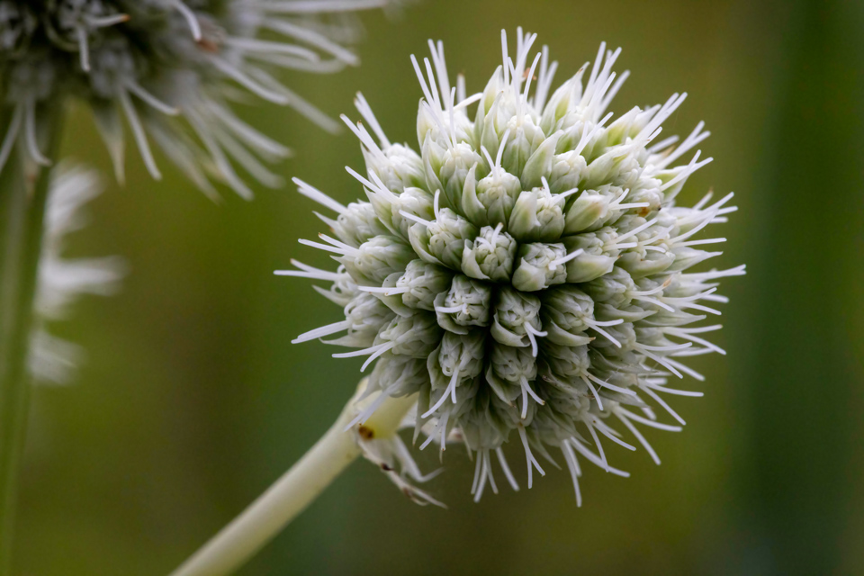 Thistle 