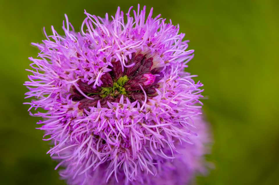 Monster Flower