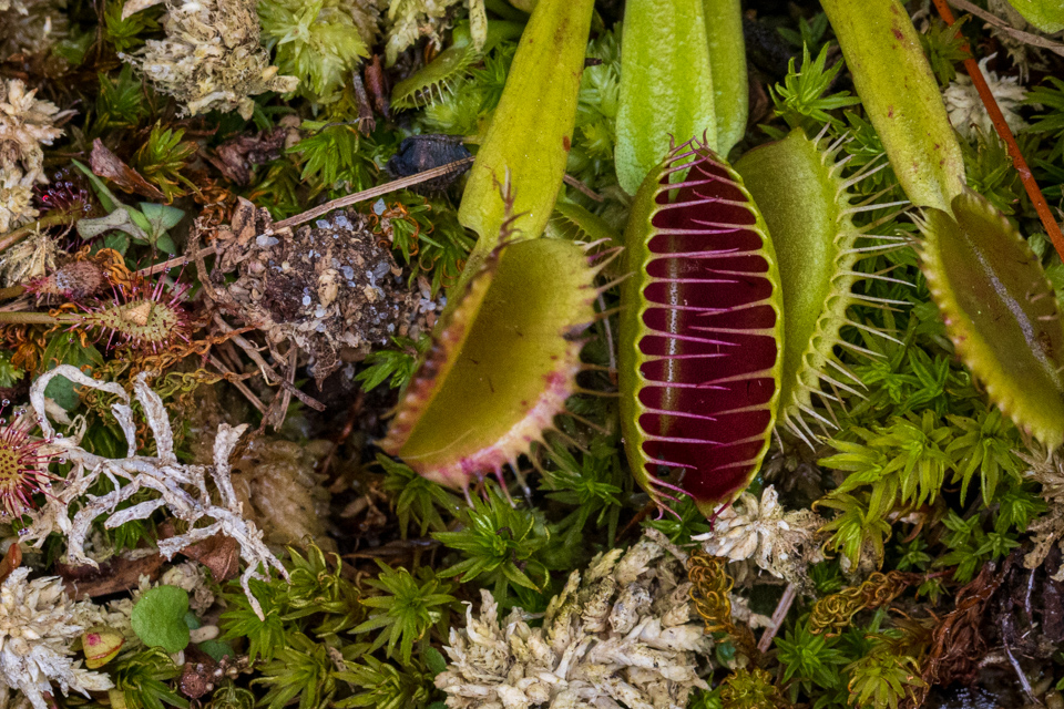 Fly Trap