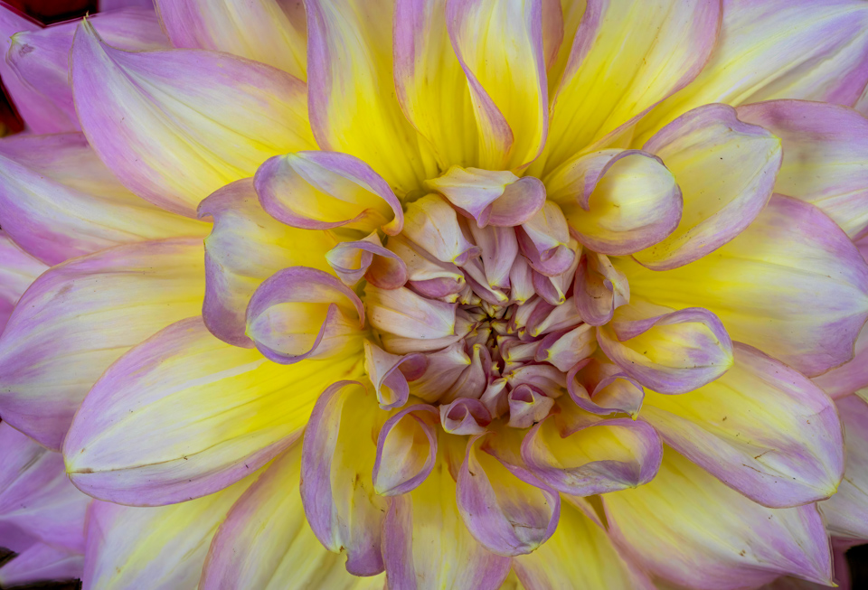 Dahlia Fire