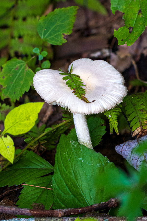 Leaning Leaf