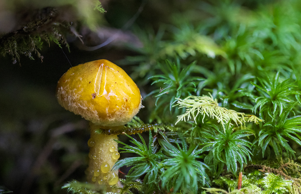 Little 'Shroom
