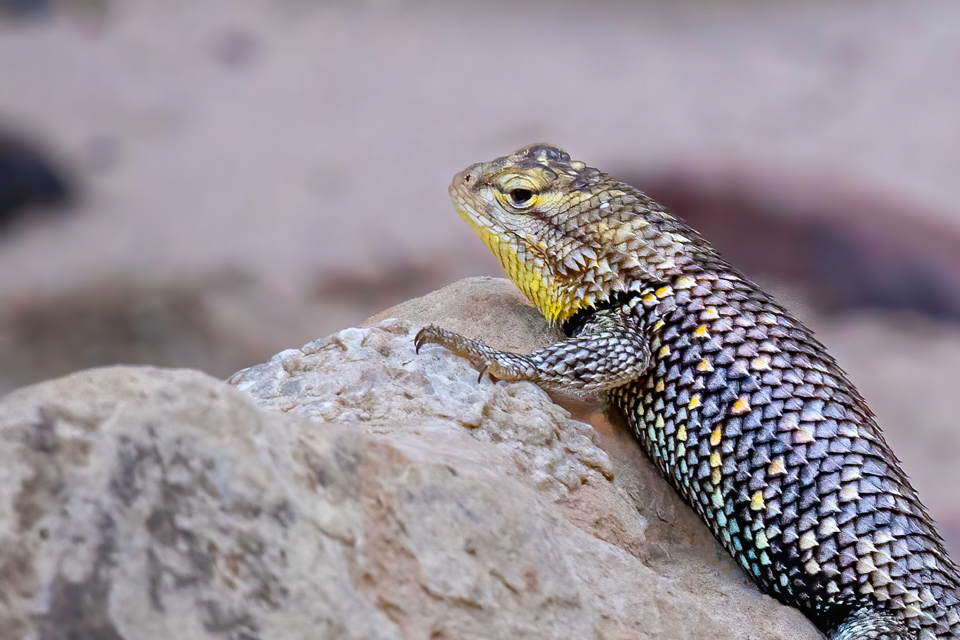 Camping Friend