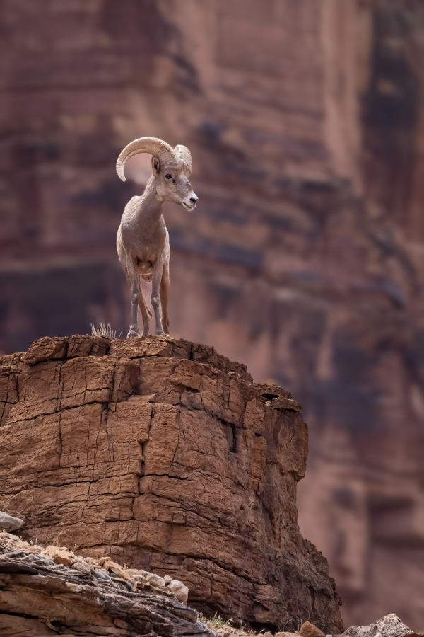 Bighorn Up High