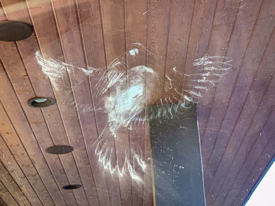 Poor Bird