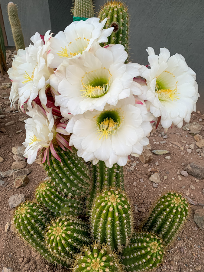 Big Flowers
