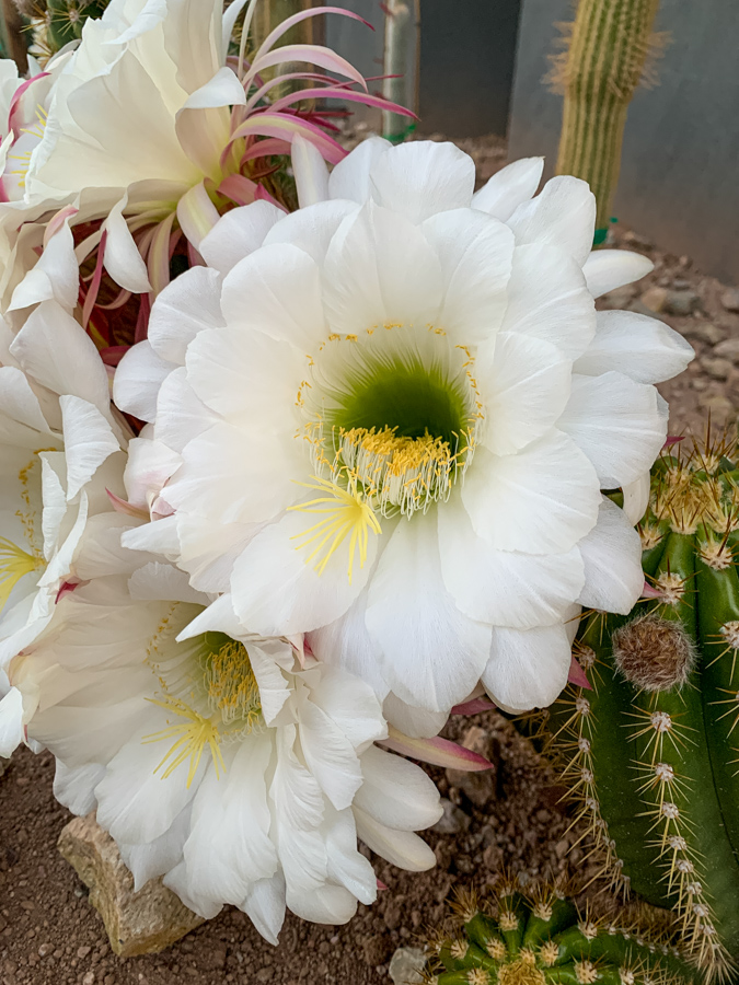 Big White