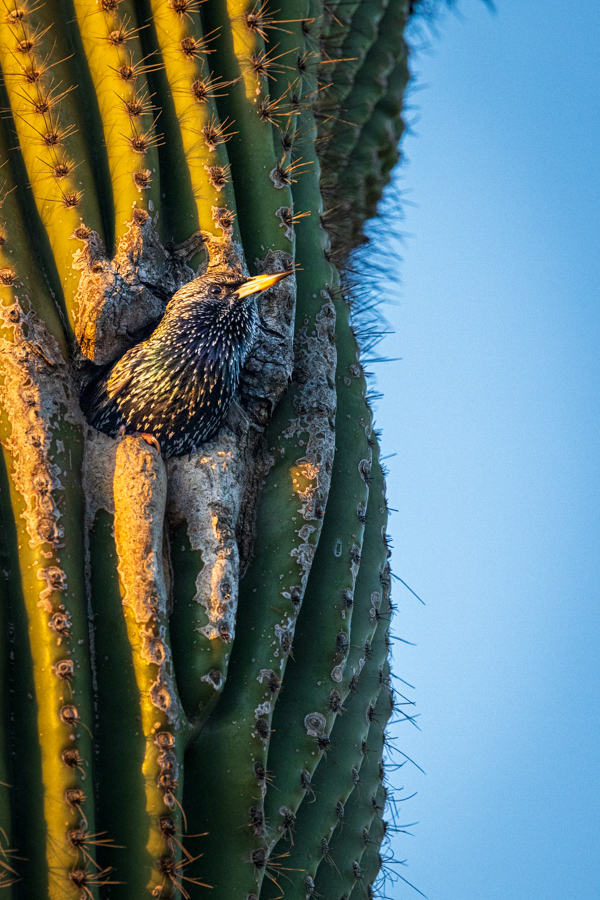 Saguaro Home