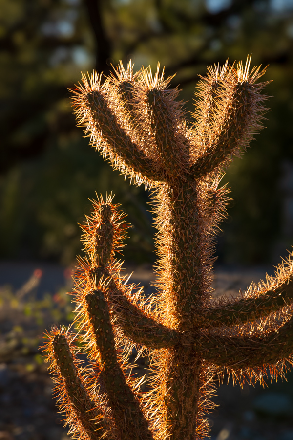 Glowing Cholla