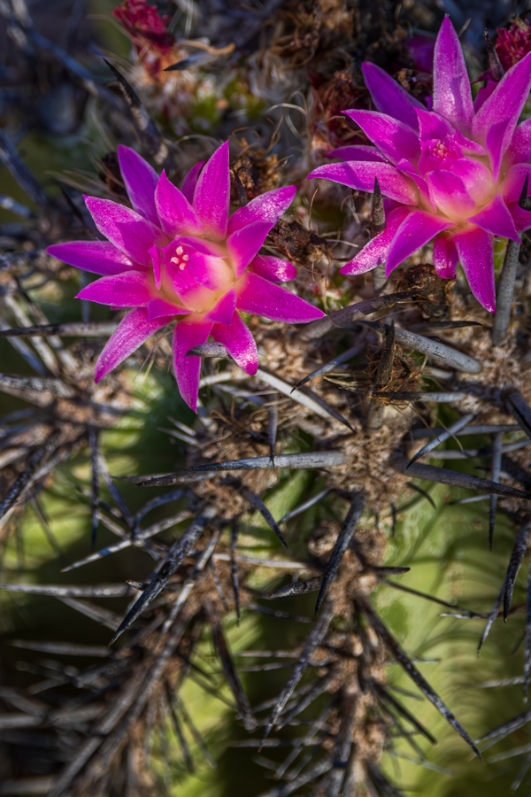 Early Flower