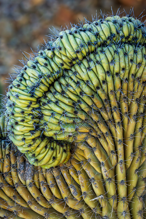 Cactus Curls