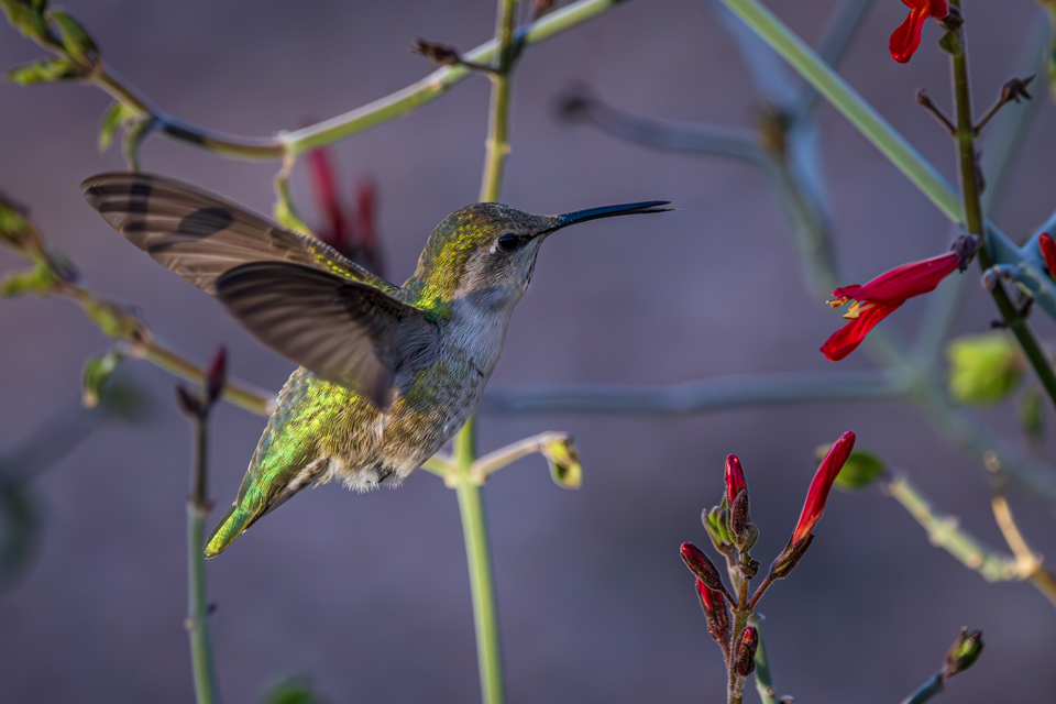 In Flight