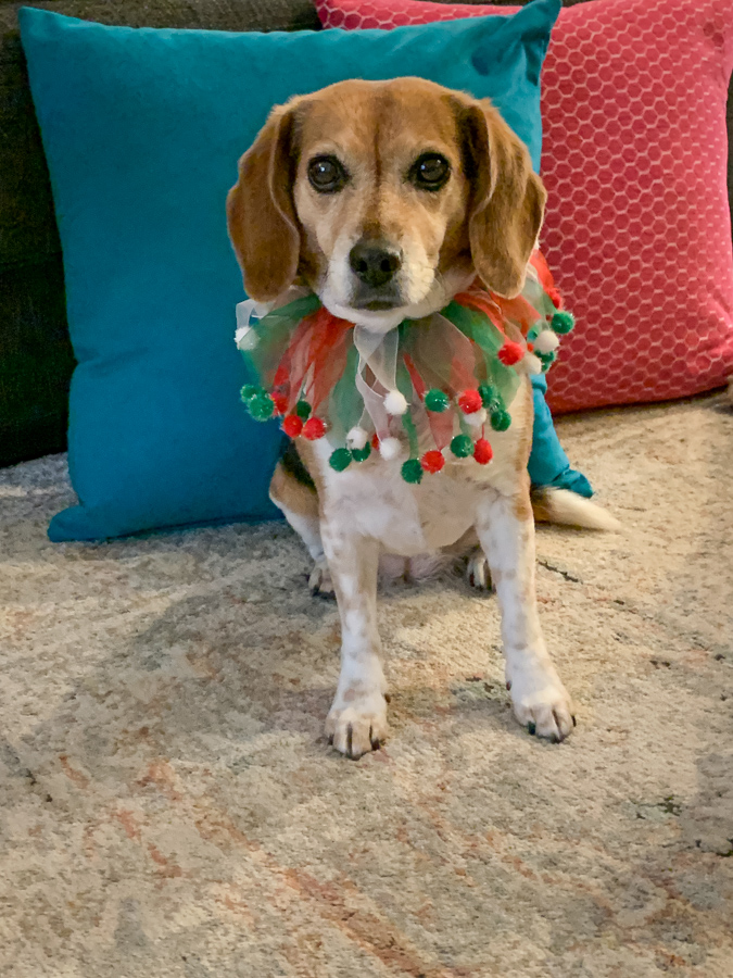 Christmas Beagle