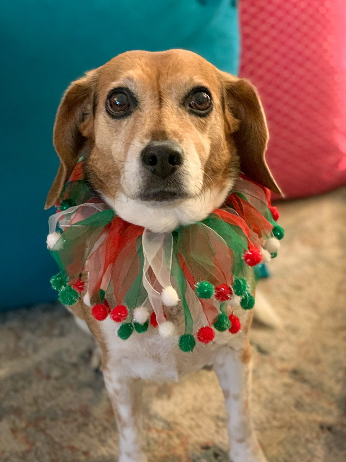 Cute Beagle
