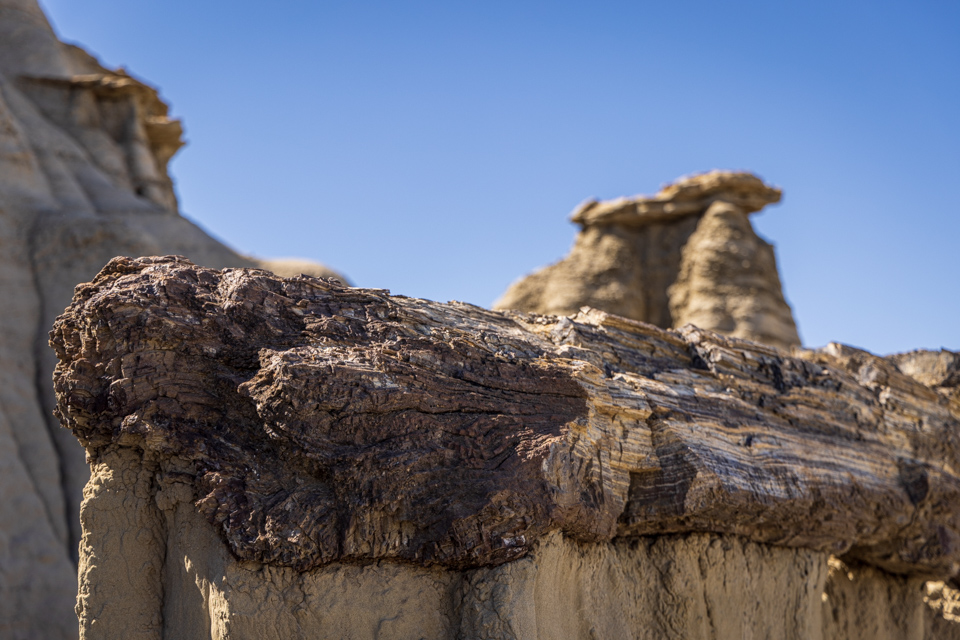 Petrified Log