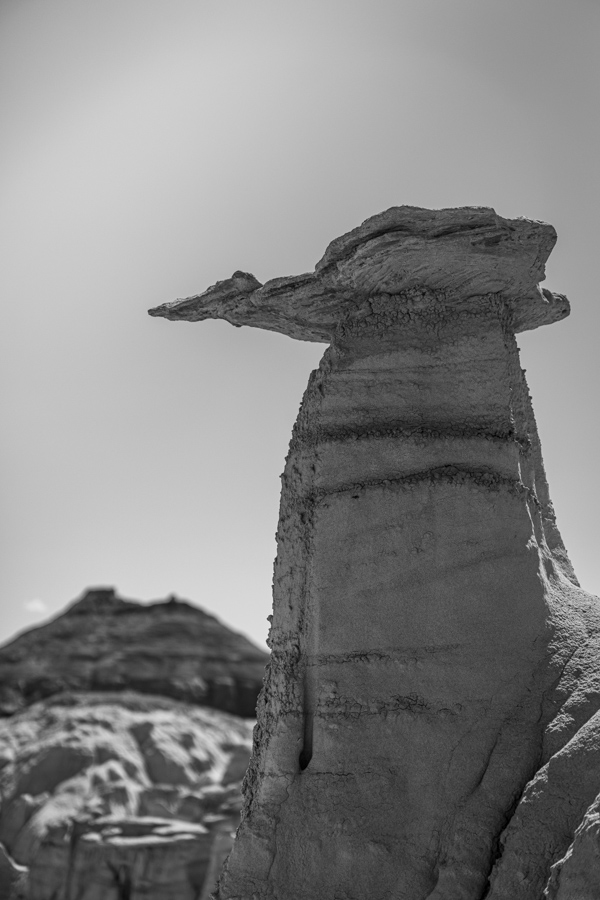 Bird Hoodoo