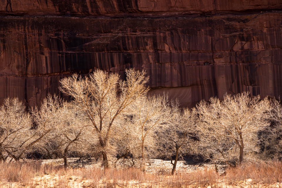 Cottonwood in Winter