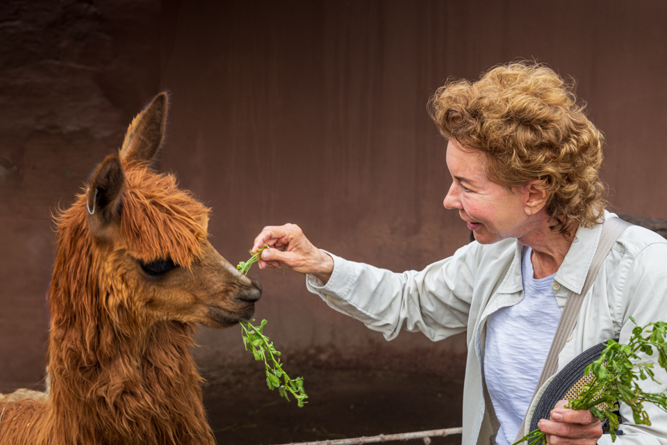 Alpaca Friend